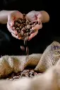 bean to bar.webp